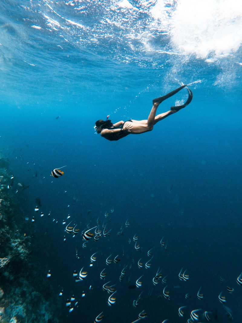 A freediver gracefully swims through deep blue waters of the Red Sea, surrounded by a vibrant school of sailfin tang fish near a coral reef, showcasing the pristine marine environment of the Boreas Dolphin & Dugong Retreat.