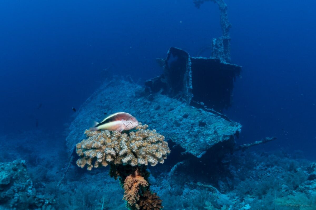 scuba diving cruises