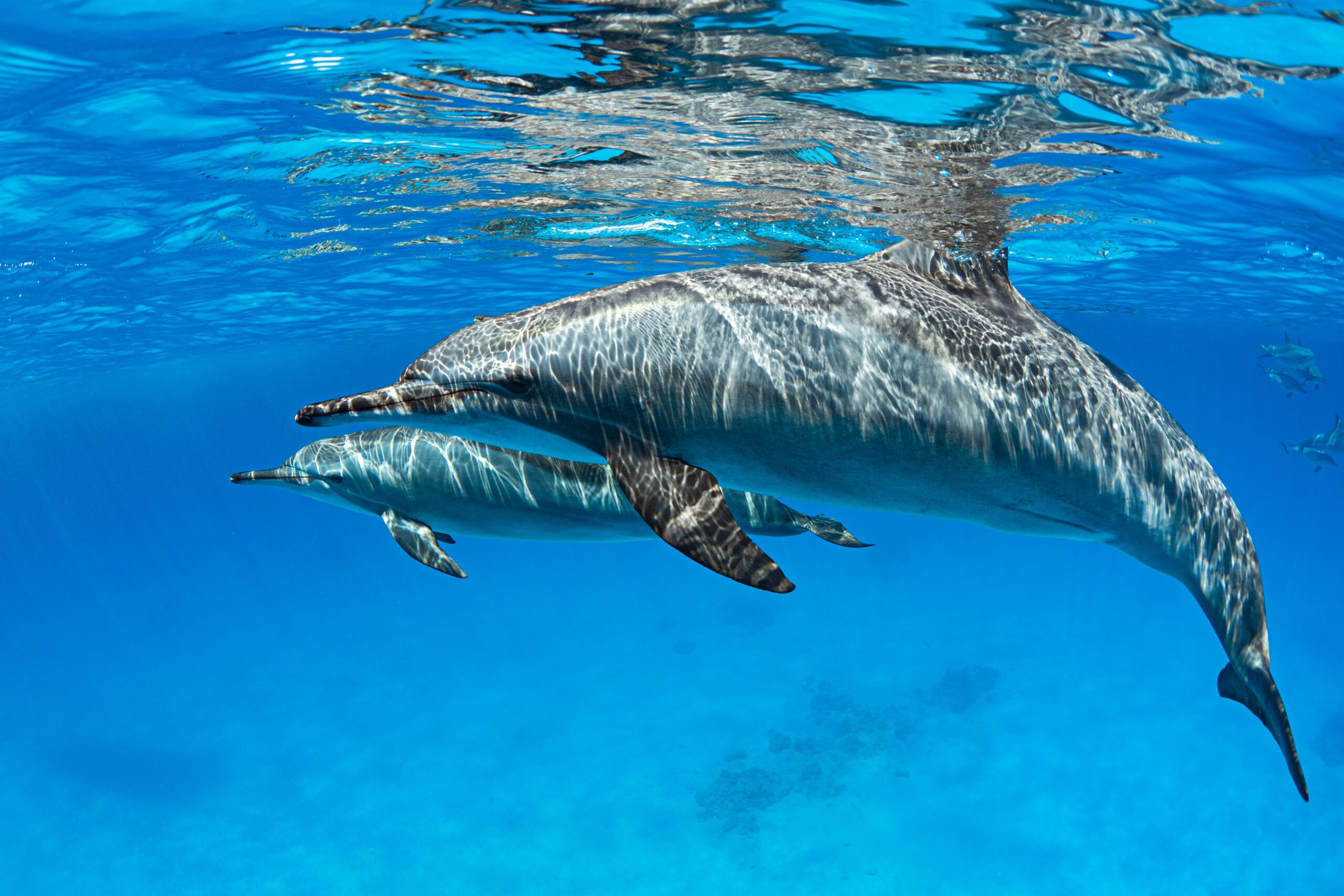 Combine a Red Sea with Cairo, Luxor & Aswan