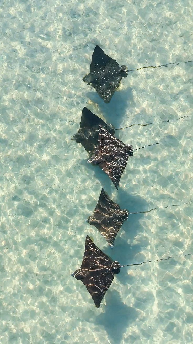 Diving Red sea luxury experience