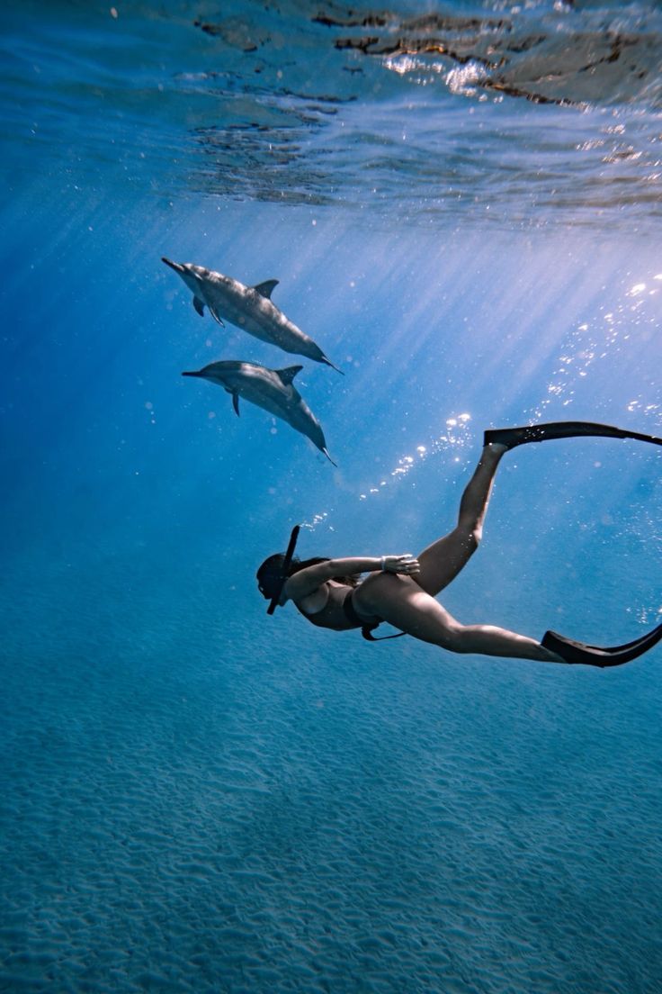 Red Sea liveaboard scuba diving Boreas