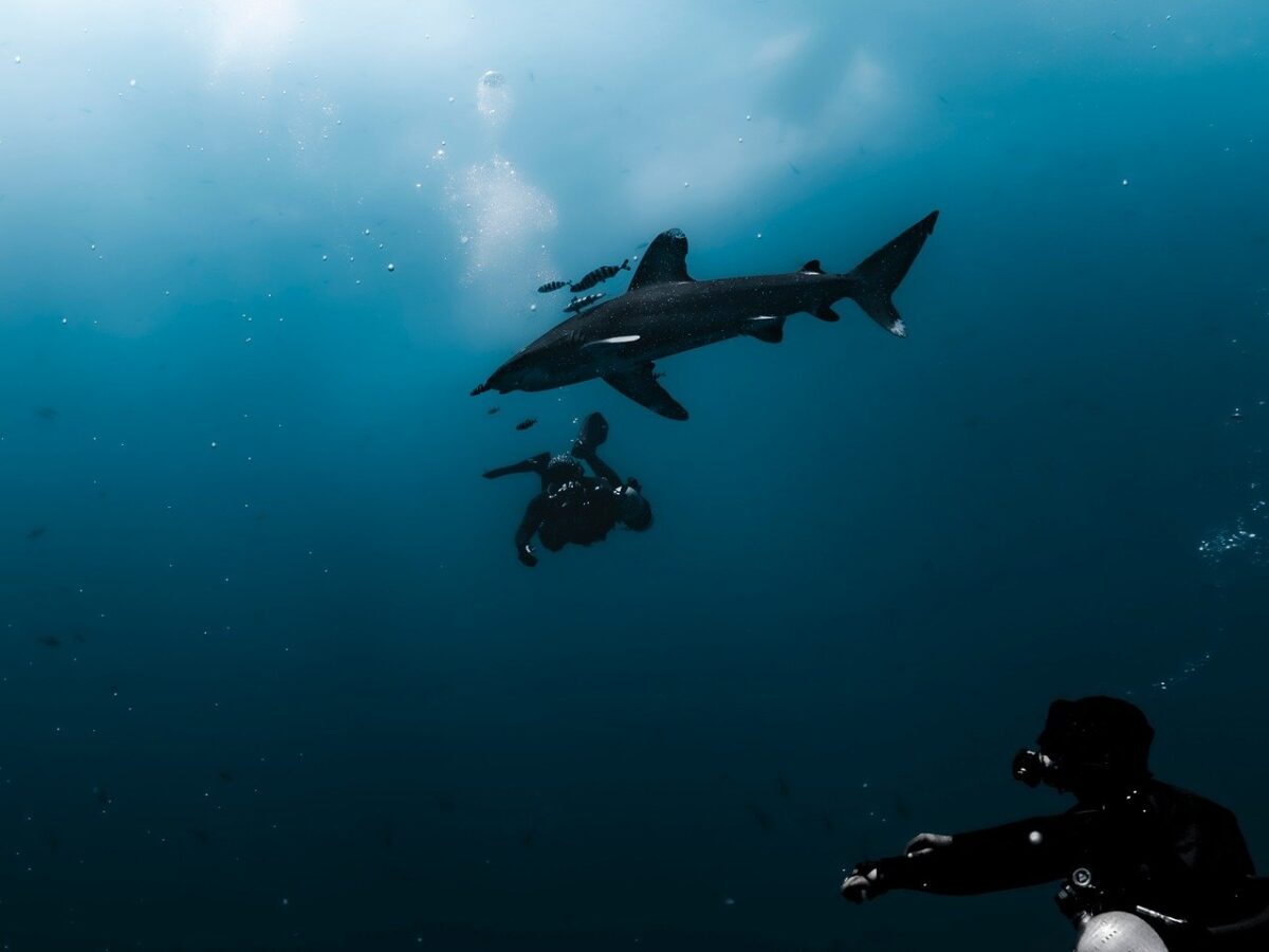 Red Sea luxury dive charter Boreas shark diving Egypt