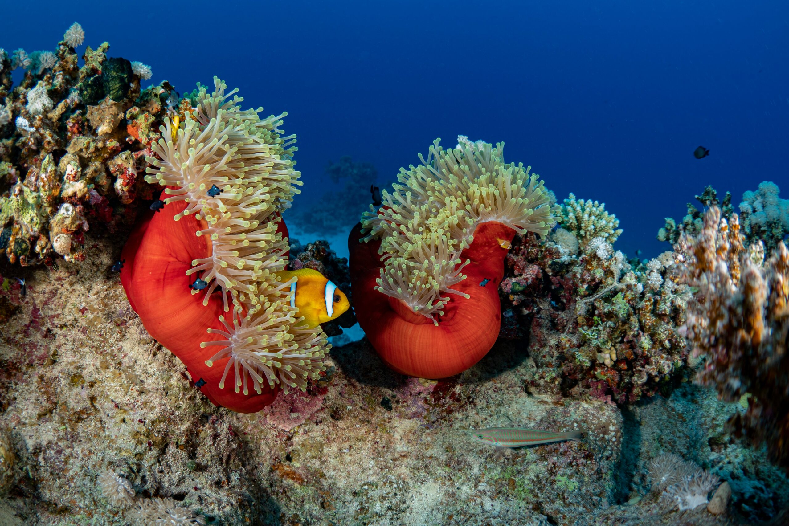 Red Sea coral reef — the underwater world off Boreas