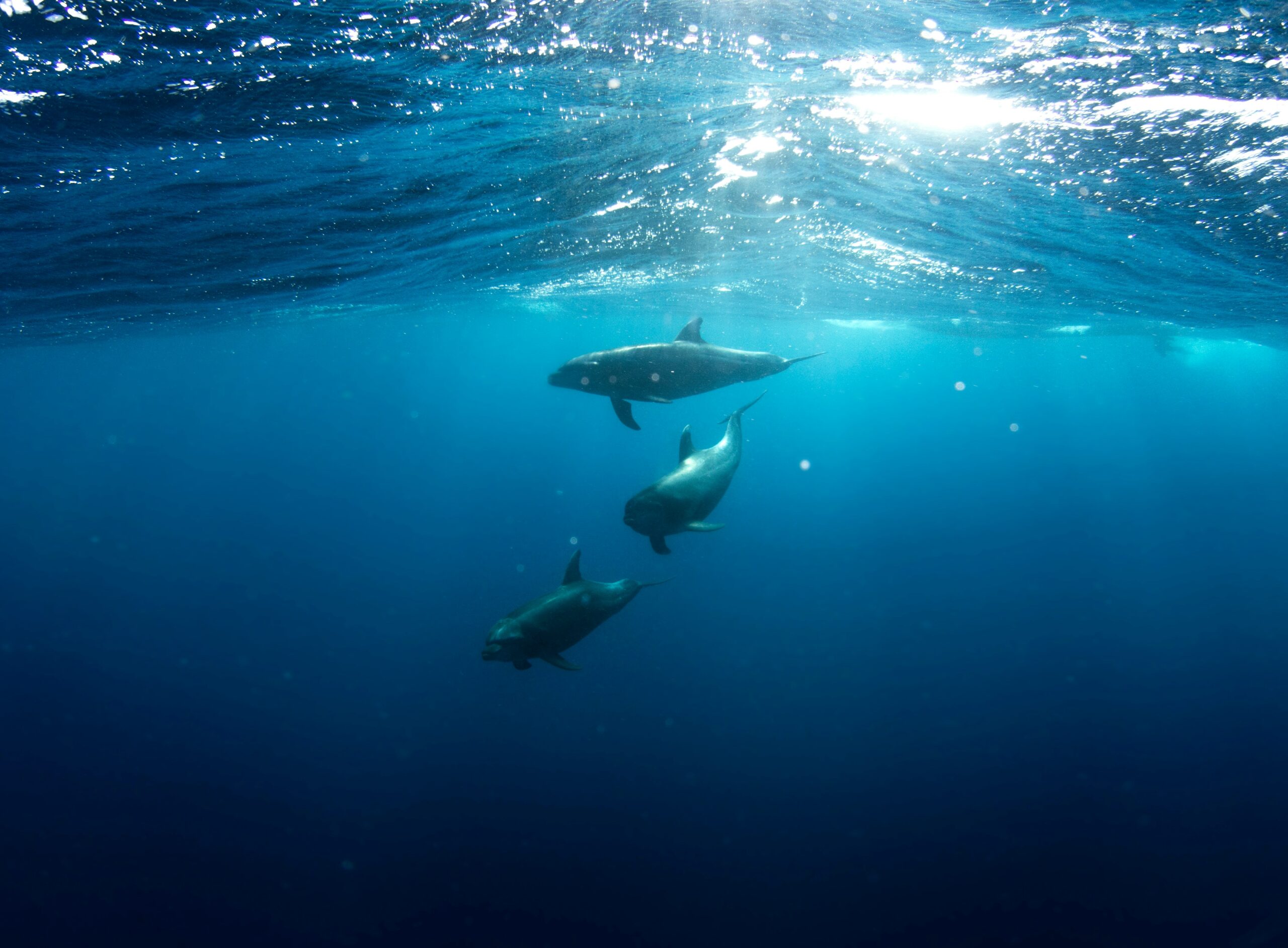 Dolphins in the Red Sea near El Gouna