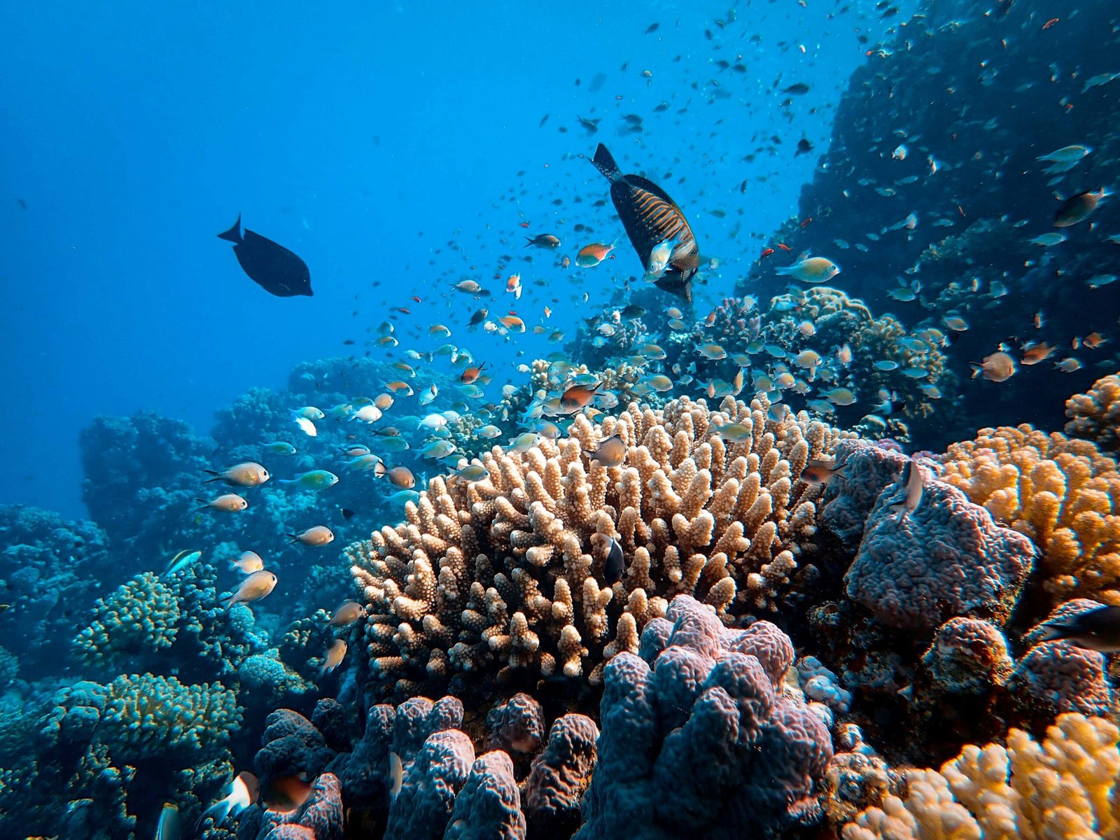 Divers and non-divers in the water together in the Red Sea
