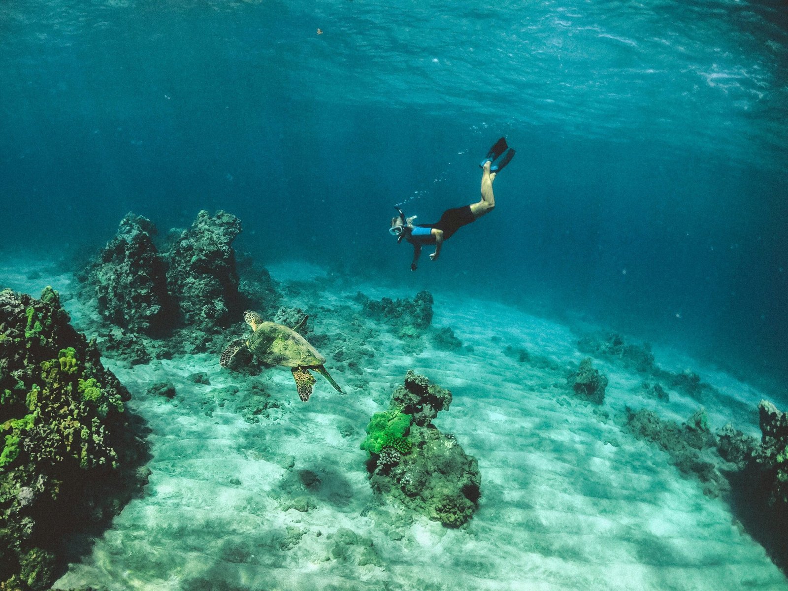 Snorkeling on a Red Sea reef