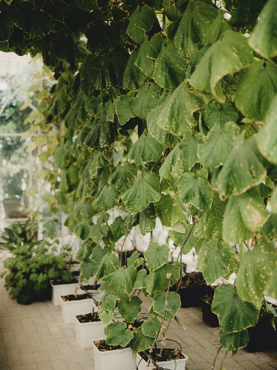 Botanica greenhouse restaurant, El Gouna