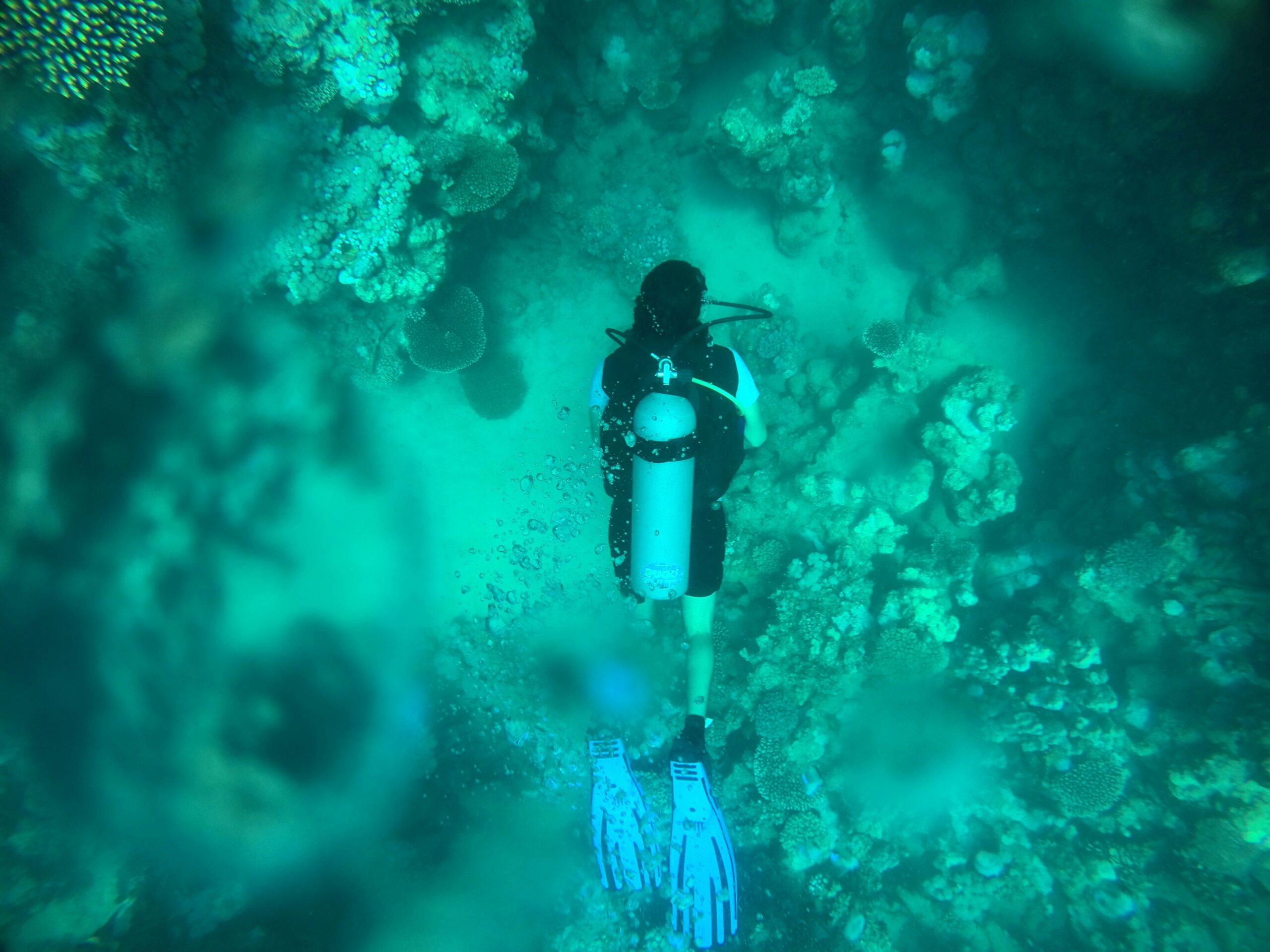 Scuba diver on a Red Sea reef wall below the shallow snorkeling zone