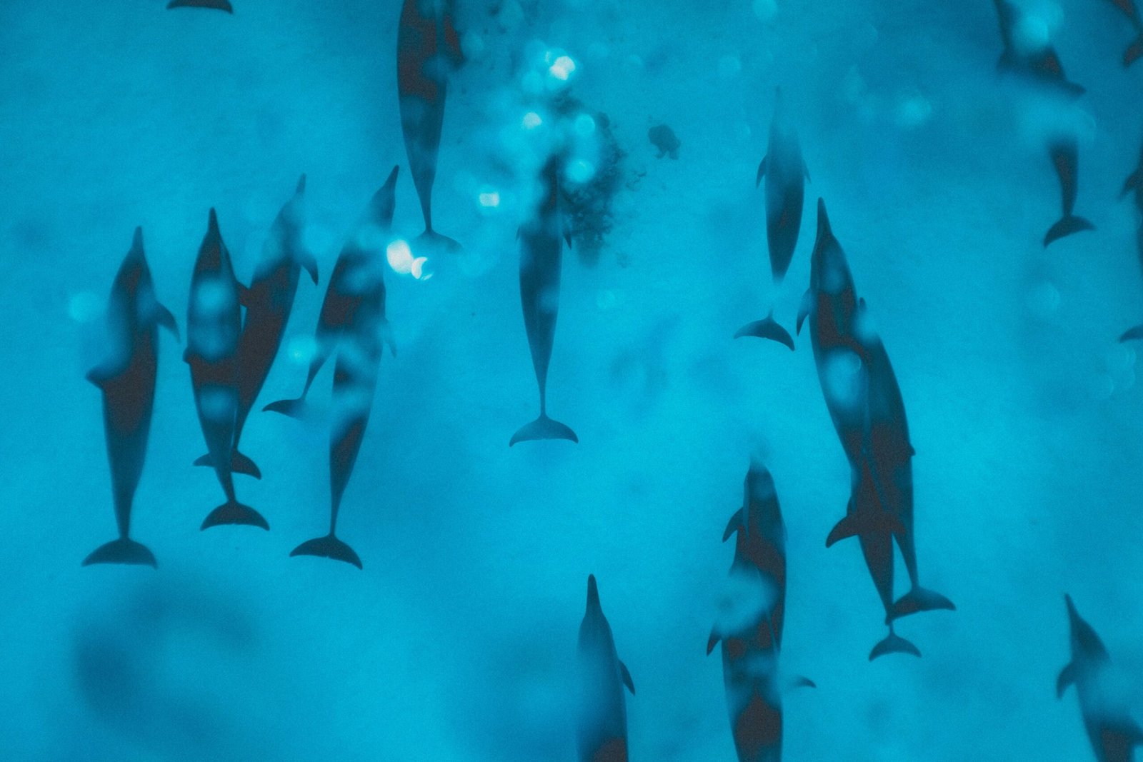 Where to Dive With Dolphins in the Red Sea