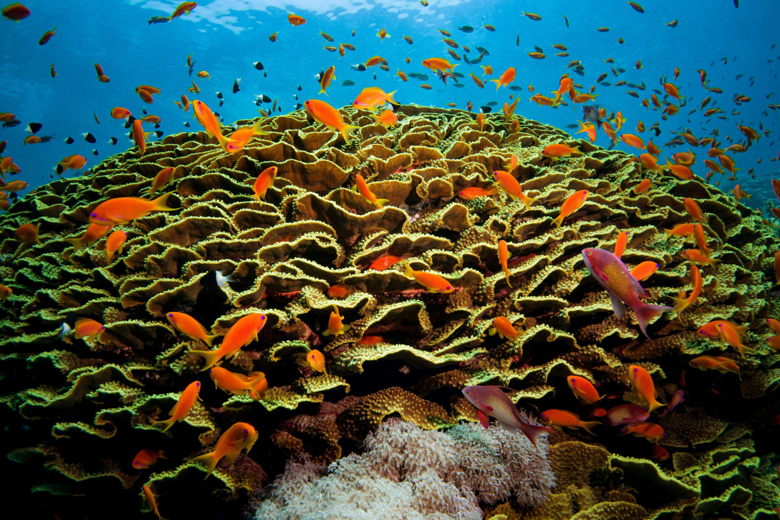 Offshore Red Sea reef system seen from above, Egypt