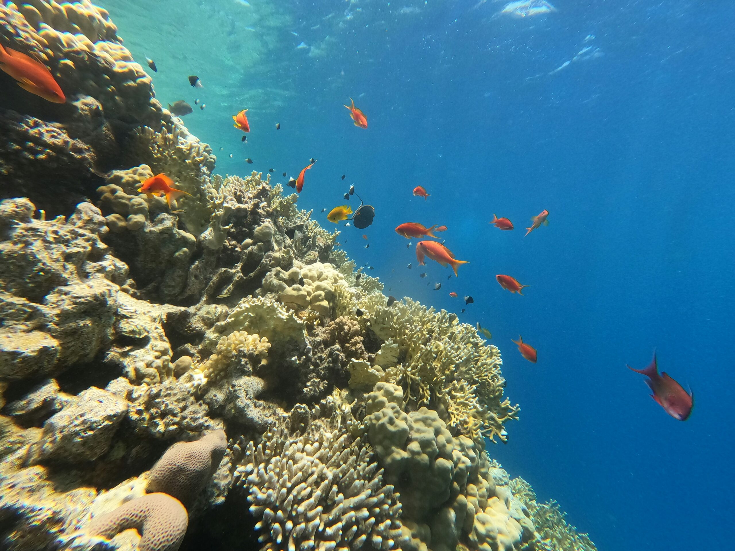 Shallow coral reef and sand in the Egyptian Red Sea