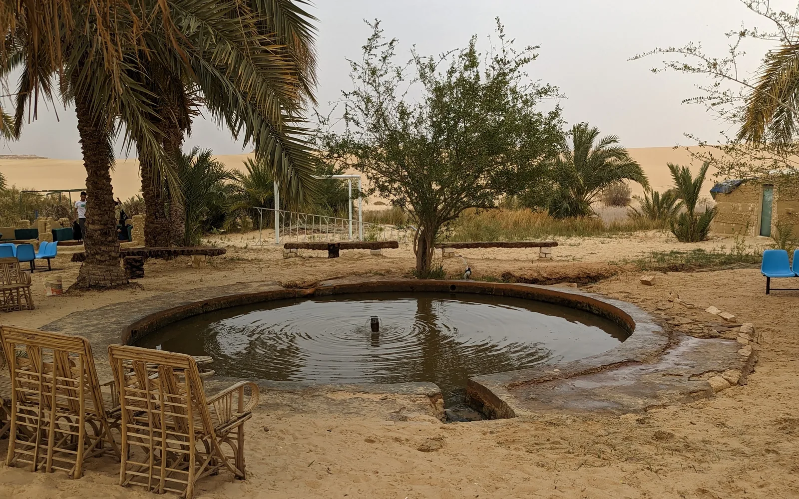 Desert spring pool near Siwa Oasis, Egypt