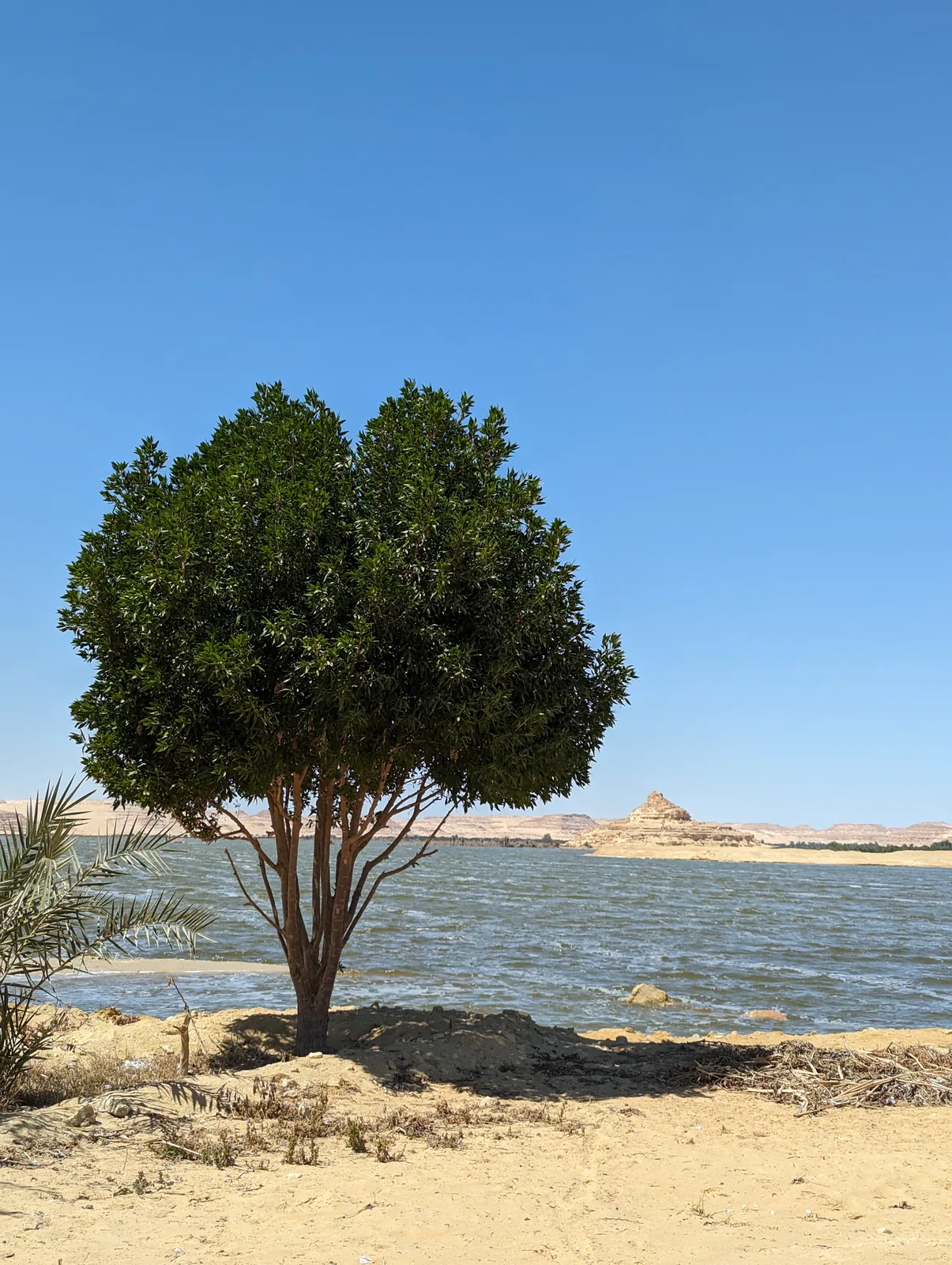 Lone acacia tree beside a lake in the Siwa desert